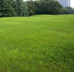 出售草坪【高羊茅】綠化苗木 量大優惠 園林綠化專用草坪
