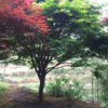 紅楓