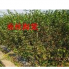 長期供應垂絲海棠，紅葉李