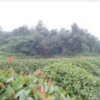 紅葉石楠球行情報價\紅葉石楠球圖片展示