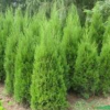 蜀檜行情報價\蜀檜圖片展示