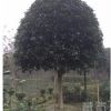 買桂花樹苗四川桂花樹供應(yīng)出售桂花樹千蜀園林出售桂花樹米徑8-15公分都有