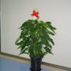 北京最專業綠植租擺公司