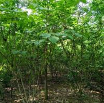 安徽紫荊哪里好/哪家便宜