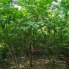 安徽紫荊哪里好/哪家便宜
