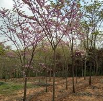 安徽巨紫荊4哪里好/哪家便宜