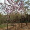 安徽巨紫荊4哪里好/哪家便宜
