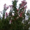 紅葉石蘭 幼苗 成苗 江津花椒 種植 果樹苗手機1383418078