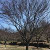 精品大紅楓 地栽公園綠化苗木 基地直銷行道樹 楓葉林 落葉喬木