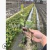 金森女貞扦插苗 精品 優質苗 根系旺 品種 規格全 園林 苗圃用苗
