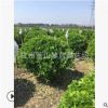 大葉黃楊球 土球好 冠幅好 花灌木 地被 球類 色塊類 草花類 喬木