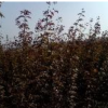 紅楓一年生、櫻花