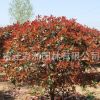 高桿紅葉石楠球批發(fā)綠化苗木庭院種植四季常青獨(dú)桿紅葉石楠樹苗