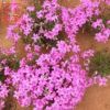 宿根花卉 芝櫻 盆栽芝櫻 紅色芝櫻花海 青州花卉基地芝櫻