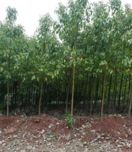 苗圃直銷 香樟行道樹 庭蔭樹 光桿香樟