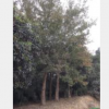 三角楓報價/安徽三角楓報價