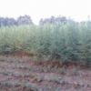 歷時8個月雪松綠化-雪松價格