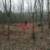 大小規格無患子基地