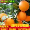紐荷爾臍橙苗 紐荷爾臍橙果苗 紐荷爾臍橙果樹苗批發 基地直銷