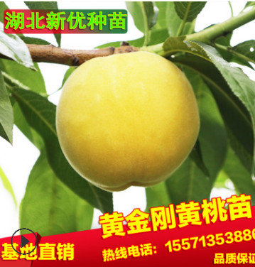 黃桃樹金剛黃桃果樹基地直銷桃樹南方果樹大量批發可指導種植