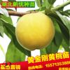 黃桃樹金剛黃桃果樹基地直銷桃樹南方果樹大量批發可指導種植