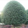 蒙山桂花