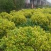 金邊黃楊球 灌木花卉