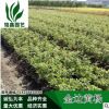 金邊黃楊 灌木花卉 園林綠化 常綠喬木