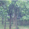 香泡樹