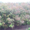 紅葉石楠