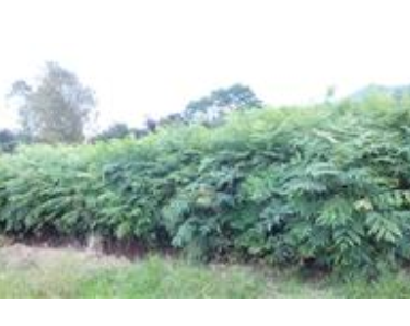 大量供應當年欒樹小苗