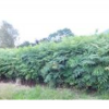 大量供應當年欒樹小苗