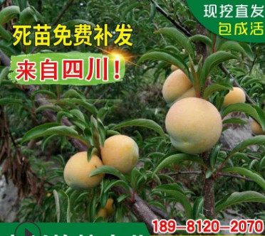 四川早熟蜂糖李樹苗包成活蜂糖李嫁接苗冰糖李樹苗蜜蜂蜂蜜李樹苗