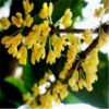桂花樹(shù)