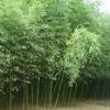 楠竹