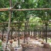 櫻花，福建山櫻花，