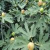 無花果樹苗種植基地 南方北方無花果樹批發 波姬紅無花果苗價格
