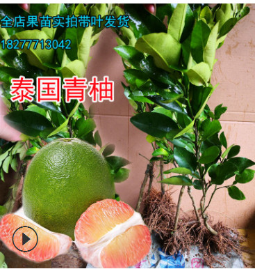 【兩年苗】青柚苗嫁接苗泰國青柚苗紅心柚子青柚蜜柚金柚翡翠柚