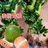 【兩年苗】青柚苗嫁接苗泰國青柚苗紅心柚子青柚蜜柚金柚翡翠柚
