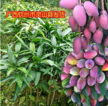 【精品兩年苗】紅貴妃芒果苗嫁接苗果樹苗很香很甜核小薄當年結果