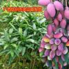 【精品兩年苗】紅貴妃芒果苗嫁接苗果樹苗很香很甜核小薄當年結果