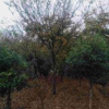 精品櫸樹