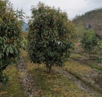 供應大量桂花 優質桂花 一手貨源