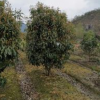 供應大量桂花 優質桂花 一手貨源