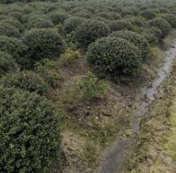 浙江蕭山供應大量優質龜甲冬青球