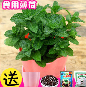 薄荷盆栽可食用 四季種易活開花不斷室內蔬菜薄荷觀花卉盆栽種子