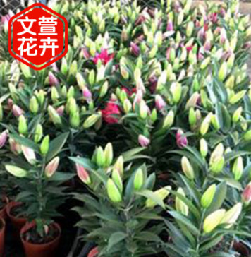 青州花卉基地直銷盆栽百合 情人節母親節切花植物 百合鮮花