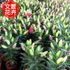 青州花卉基地直銷盆栽百合 情人節母親節切花植物 百合鮮花
