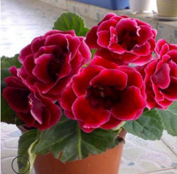 盆栽大巖桐 花壇花圃裝飾 室內陽臺養殖植物 青州花卉基地直銷