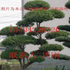 造型小葉女貞、造型女貞、蘇州庭院別墅綠化設計施工、綠化工程